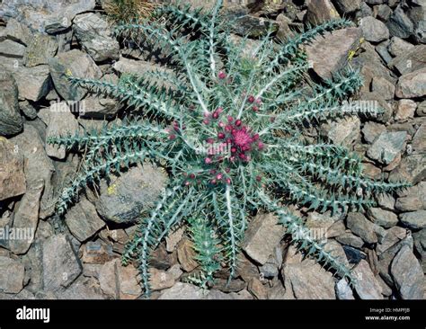 Creeping Thistle Cirsium Arvense Asteraceae Stock Photo Alamy