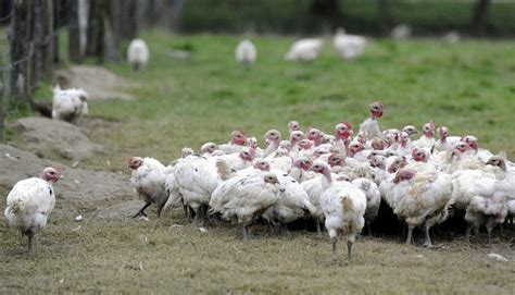 Ain Grippe aviaire La zone de contrôle temporaire rétrécit mais de