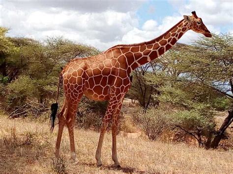 Safari D Une Demi Journ E Dans Le Parc National De Nairobi Getyourguide