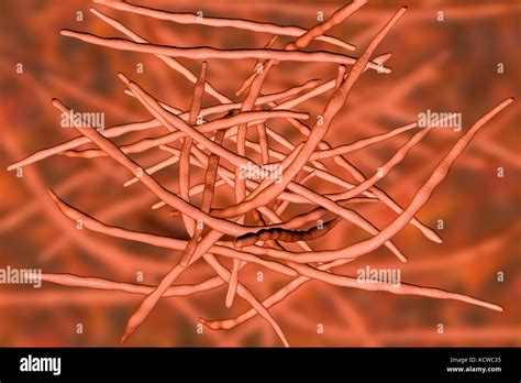 Actinomyces Israelii High Resolution Stock Photography and Images - Alamy