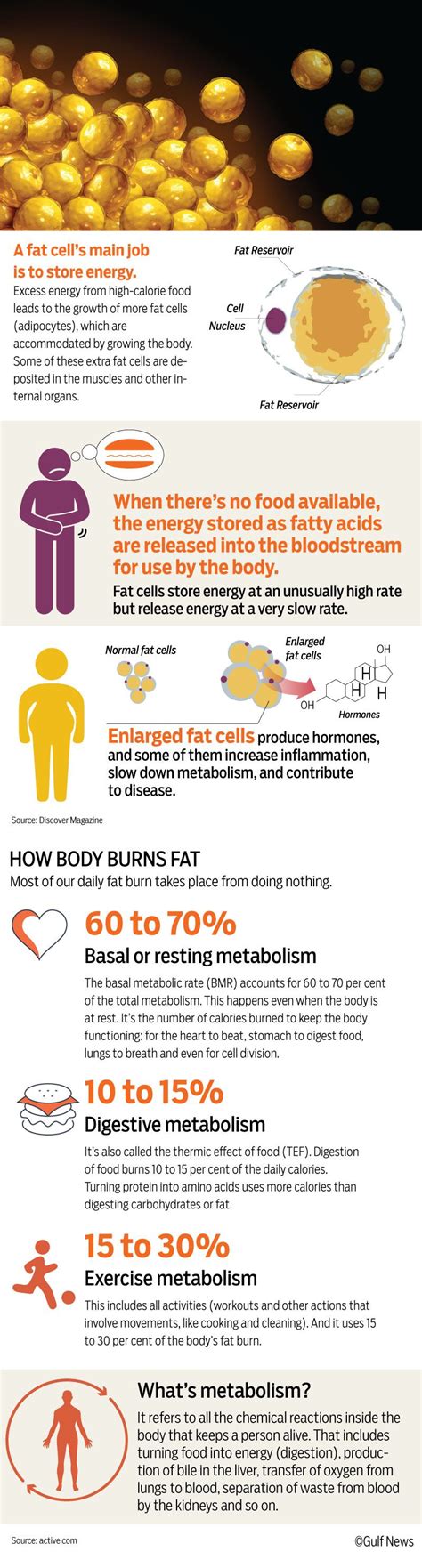 Why Some People Never Gain Weight Special Reports Gulf News