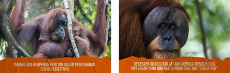 Orangutan Facts – ORANGUTAN INFORMATION CENTRE