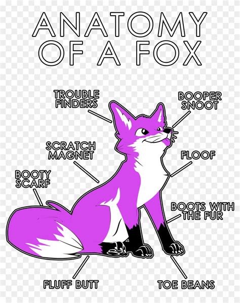 Anatomy Of A Fox - Red Fox Anatomy, HD Png Download - 3630x4950 ...