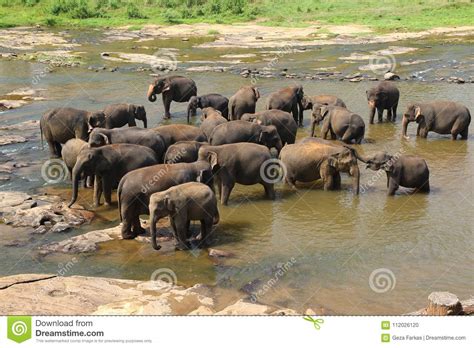 Elephants of Pinnawala Elephant Orphanage is Bathing Stock Photo ...