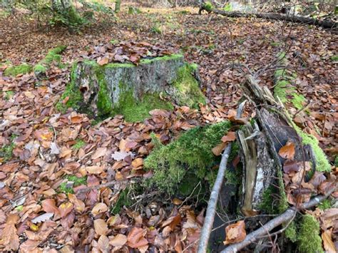 Spielideen Im Wald Das Baumrinden Spiel Schritt F R Schritt