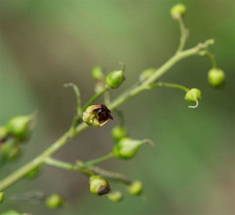 Knotige Braunwurz Scrophularia Nodosa Ngidn Flickr