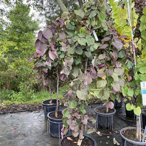 Cercis Canadensis Ruby Falls Eastern Redbud Unity Church Hill