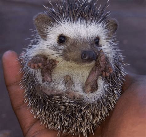 What species of hedgehog is this? : r/Hedgehog