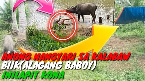 Alaga Kong Baboy Biik Balik Pwesto Na Kalabaw Nagbonding Youtube