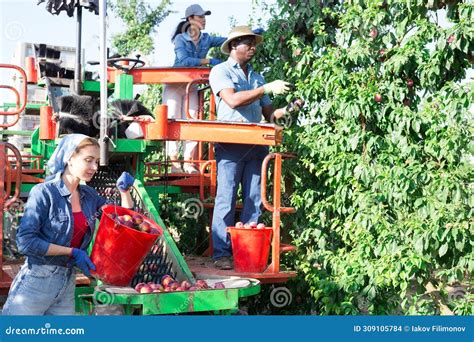 Agricultores Que Trabalham Em Plataformas De Colheita De Ameixas Foto