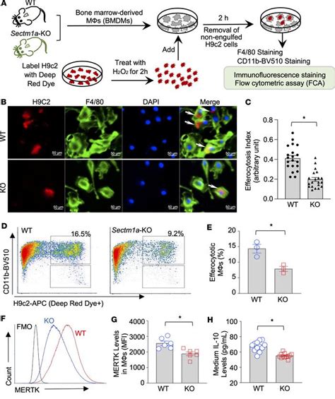 Jci Insight Macrophage Enriched Sectm A Promotes Efficient