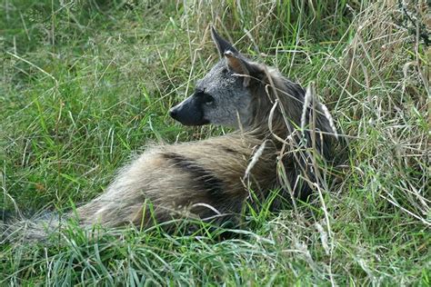 Aardwolf: Characteristics, Diet, Facts & More [Fact Sheet]