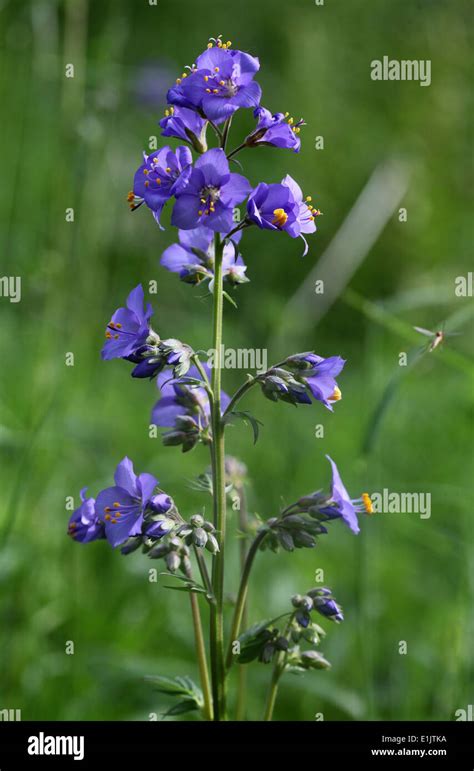 Rare Wild Jacobs Ladder Plant Growing At Lathkill Dale In The Peak