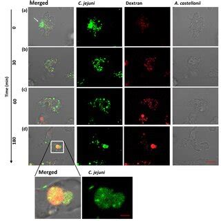 Single Cell Time Lapse Imaging With Confocal Microscopy Monitoring The