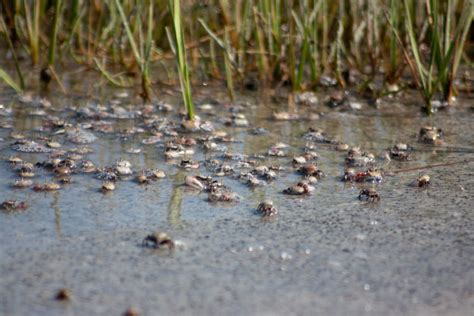 Catching Fiddler Crabs For Bait Skyaboveus