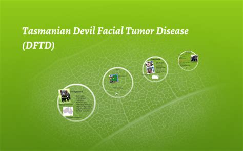 Tasmanian Devil Facial Tumor Disease (DFTD) by on Prezi