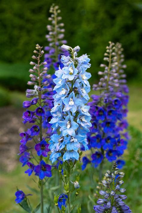 summer larkspur flowers stock   royalty  stock