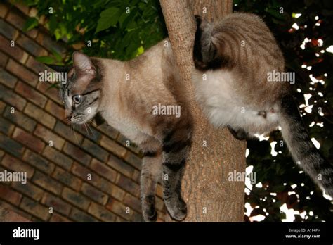 Cat climbing tree Stock Photo - Alamy