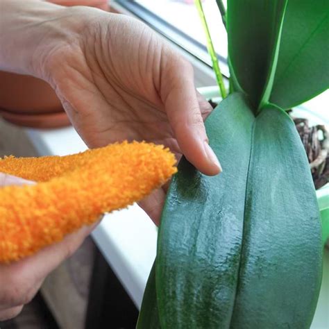 How To Clean Orchid Leaves Cleaner Plants With Leaf Shine