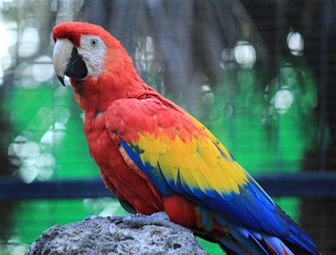 Macaw (Group) | The Animal Facts