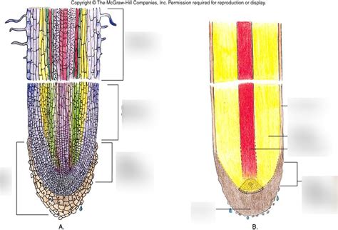 Meristem Diagram | Quizlet