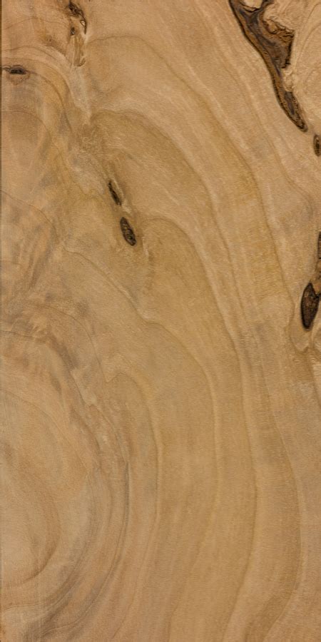 European alder | The Wood Database (Hardwood)