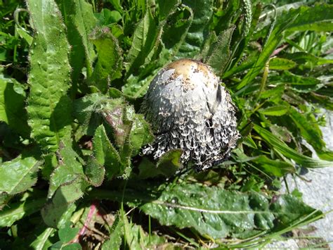 Coprino Barbudo Cogumelo Selvagem Coprinus Comatus