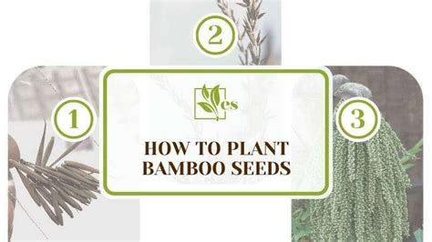 How To Plant Bamboo Seeds: A Step-by-Step Guide - Evergreen Seeds