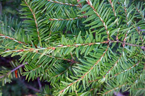 eastern hemlock tree leaves - Stacy Cervantes