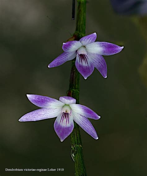 Dendrobium Victoriae Reginae