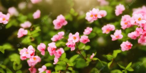 Premium Photo | Beautiful blooming spring flowers