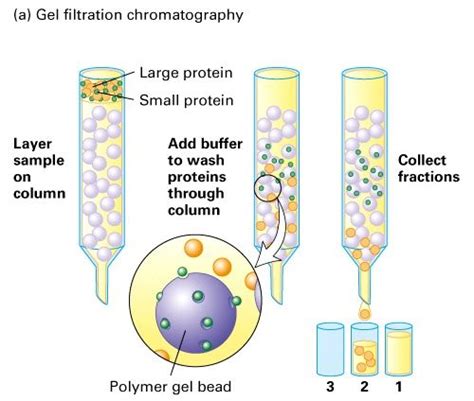 Gel Filtration Chromatography The Beads Have Pores Of Varying Size Separates The Proteins