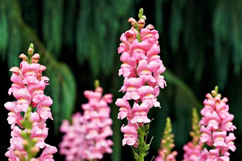 How To Grow Snapdragons For Cut Flowers