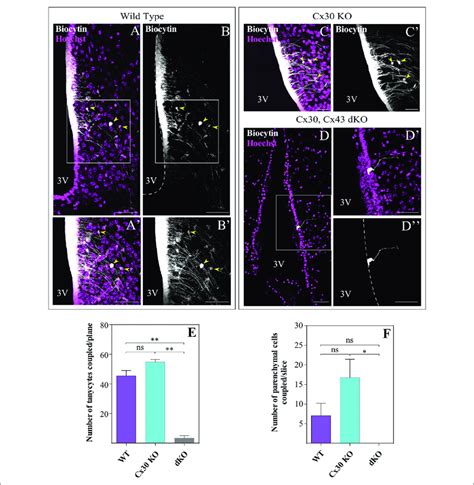 α Tanycytes Are Robustly Coupled With Each Other And With Parenchymal