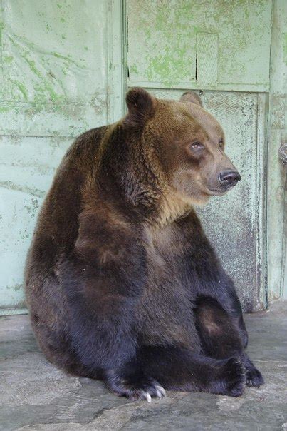 Worlds Oldest Brown Bear Dies In Russian Zoo Cn