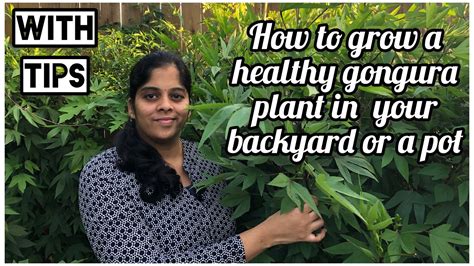 How To Grow A Gongura Plant In Ur Backyard Or A Pot Kavithas World