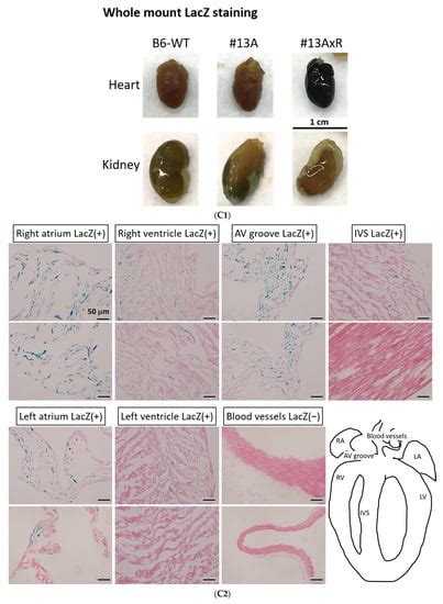 Cells Free Full Text Establishing F1a Creert2 Mice To Trace Fgf1