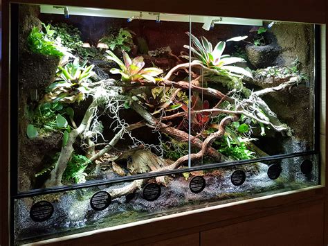 Paludarium Als Raumteiler F R Dendrobaten Hoppe Terrarienbau