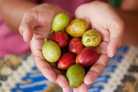 Matoa Buah Khas Papua Yang Kaya Manfaat