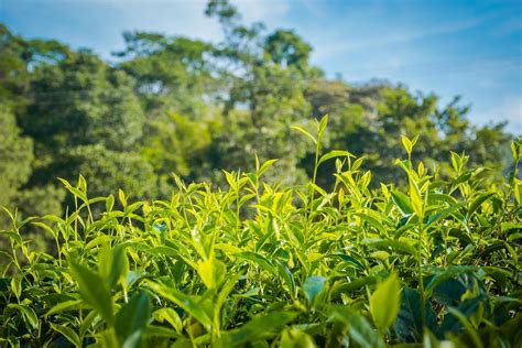 Silver Tips Tea in Sri Lanka