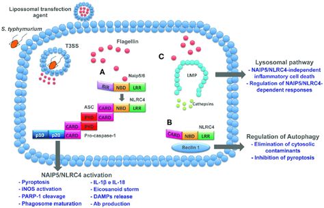 Cytosolic Pathways Induced By Flagellin Flagellin Delivered To Cell