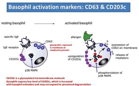 Figure From Basophil Activation Test Using Flow Cytometry Flow Cast