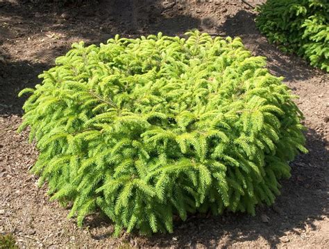 Birds Nest Spruce Picea Abies Nidiformis Quart Pot