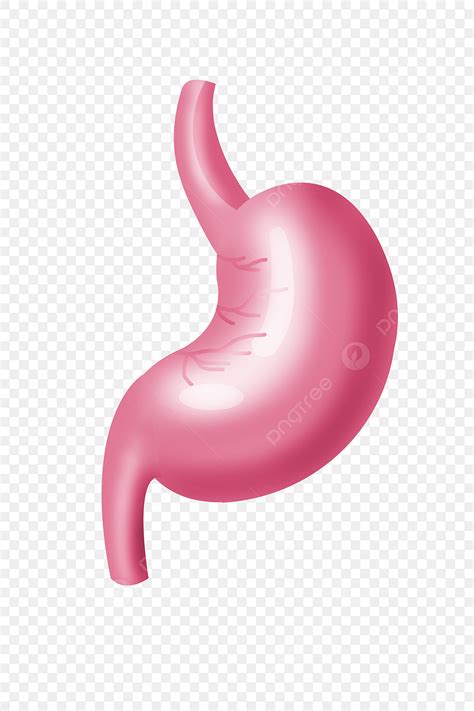 Human Organs Illustration Png Transparent Pink Human Organ