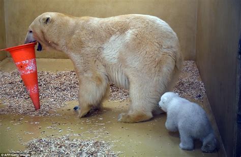 Polar Bear Cub Is Unveiled At Germanys Bremerhaven Zoo Daily Mail Online