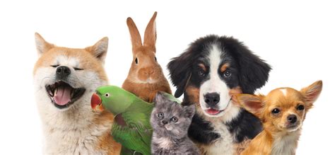 Pets And Allergies National Asthma Council Australia