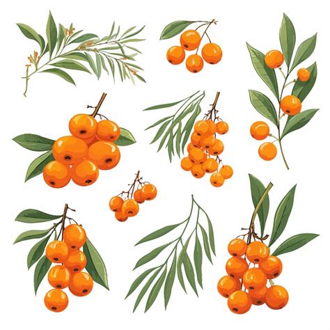 Premium Vector Sea Buckthorn Elements Leaves And Orange Berries