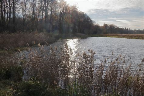 Lake Reeds Scrubs The Free Photo On Pixabay Pixabay