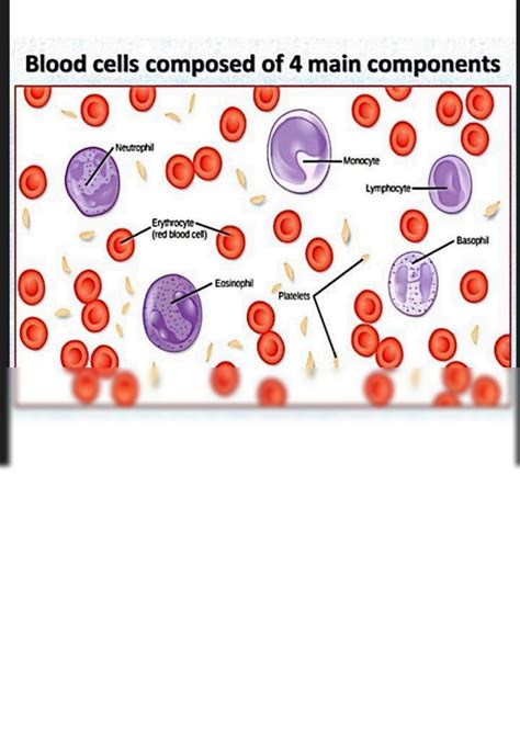 Solution Arterial Blood Sampling Studypool