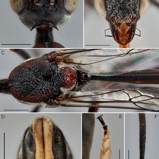 Pseudofoenus Albicoleus Sp N A Hyptiogastrine Predator Inquiline Of